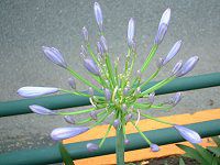 AKpTX(Agapanthus)