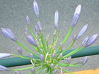 AKpTX(Agapanthus)