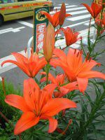 AWAeBbNnCubh(Asiatic Hybrids)