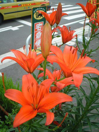 AWAeBbNnCubh(Asiatic Hybrids)