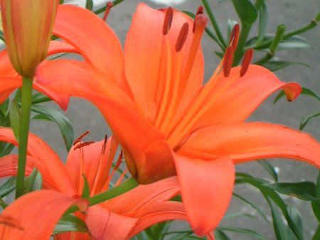 AWAeBbNEnCubh(Asiatic Hybrids)