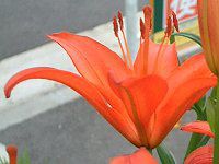 AWAeBbNnCubh(Asiatic Hybrids)