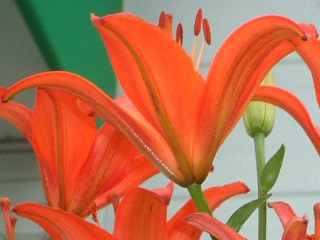 AWAeBbNnCubh(Asiatic Hybrids)