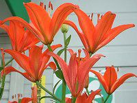 AWAeBbNnCubh(Asiatic Hybrids)