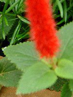 AJt@EqXs_(Acalypha hispida)