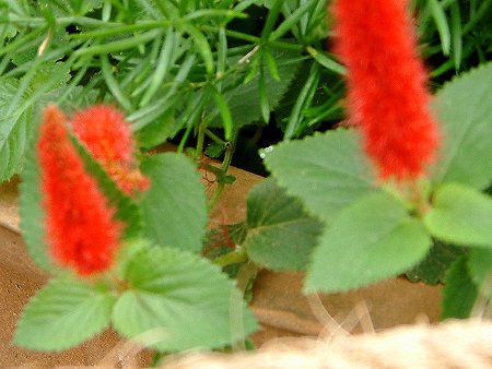 AJt@EqXs_(Acalypha hispida)