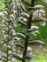 AJTX(Acanthus)