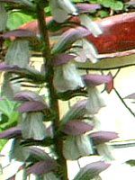 AJTX(Acanthus)