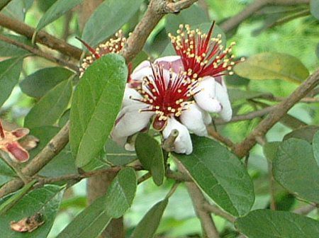 tFCWA(Feijoa)