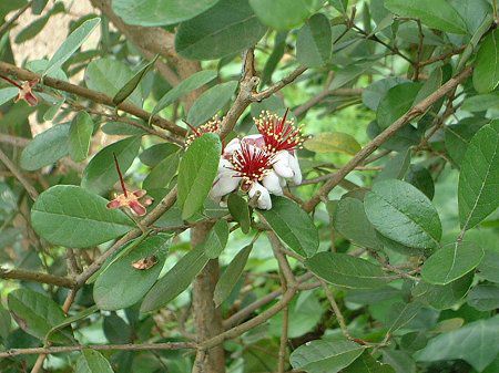 tFCWA(Feijoa)