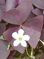 オキザリス トライアングラリス Oxalis Triangularis かぎけんweb