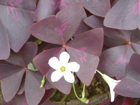 オキザリス トライアングラリス Oxalis Triangularis かぎけんweb