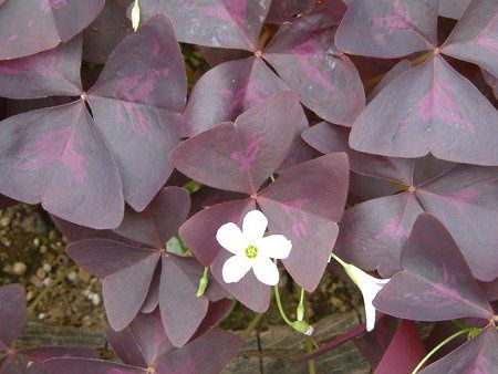 オキザリス トライアングラリス Oxalis Triangularis かぎけんweb オキザリス トライアングラリス Oxalis Triangularis かぎけんweb