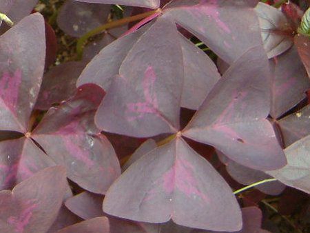 オキザリス トライアングラリス Oxalis Triangularis かぎけんweb