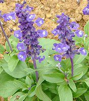 u[TrA(Blue salvia)