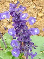u[TrA(Blue salvia)