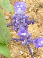 u[TrA(Blue salvia)
