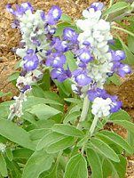 u[TrA(Blue salvia)