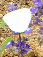 u[TrA(Blue salvia)
