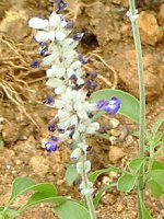 u[TrA(Blue salvia)