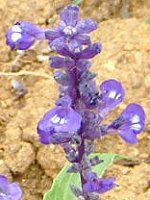 u[TrA(Blue salvia)