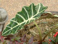 アロカシア Alocasia かぎけんweb