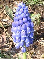 XJ(Muscari)