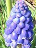���X�J��(Muscari)
