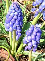 XJ(Muscari)