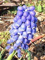 XJ(Muscari)