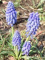 XJ(Muscari)