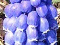 XJ(Muscari)