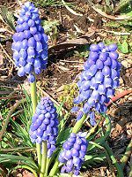XJ(Muscari)