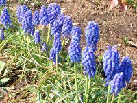 XJ(Muscari)