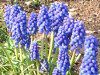 ���X�J��(Muscari)