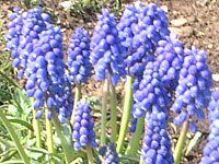 XJ(Muscari)