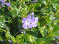 rJ~m[(Vinca minor L)