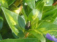 rJ~m[(Vinca minor L.)