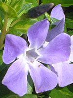 rJ~m[(Vinca minor L)