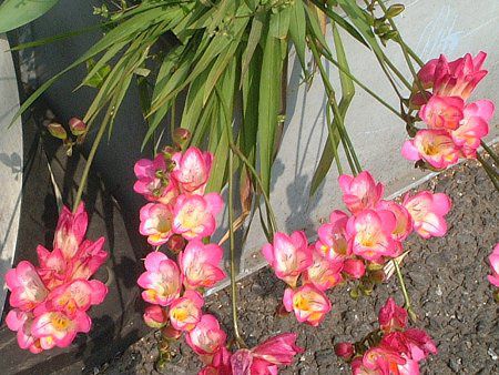フリージア Freesia かぎけんweb フリージア Freesia かぎけんweb