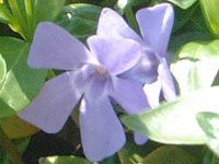 rJ~m[(Vinca minor L.)