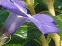 rJ~m[(Vinca minor L.)