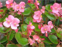 xSjA(Begonia)