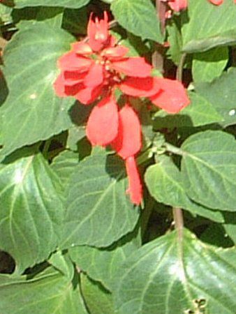 TrAEXvfX(Salvia splendens)