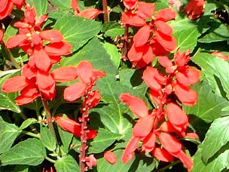 TrAEXvfX(Salvia splendens)