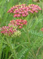 [(Yarrow)