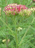 [(Yarrow)
