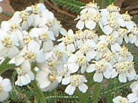 [(Yarrow)