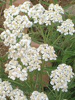 [(Yarrow)