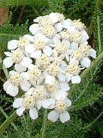 [(Yarrow)